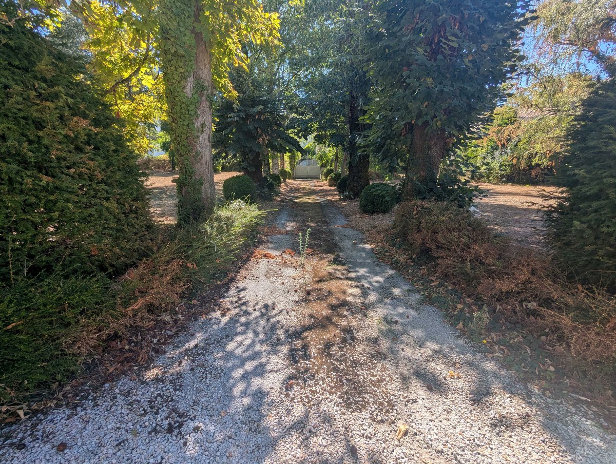 L'allée d'arbres centenaires menant au portail d'entrée