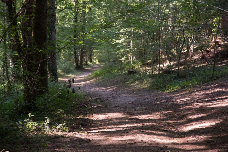 Sentier de randonnée en forêt dans le Tarn