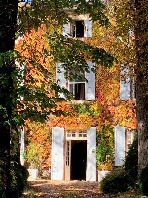 The front under Virginia creeper, October